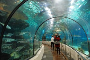 1280px-Tunnelaquarium_14-05-2009_15-54-09-300x201.jpg
