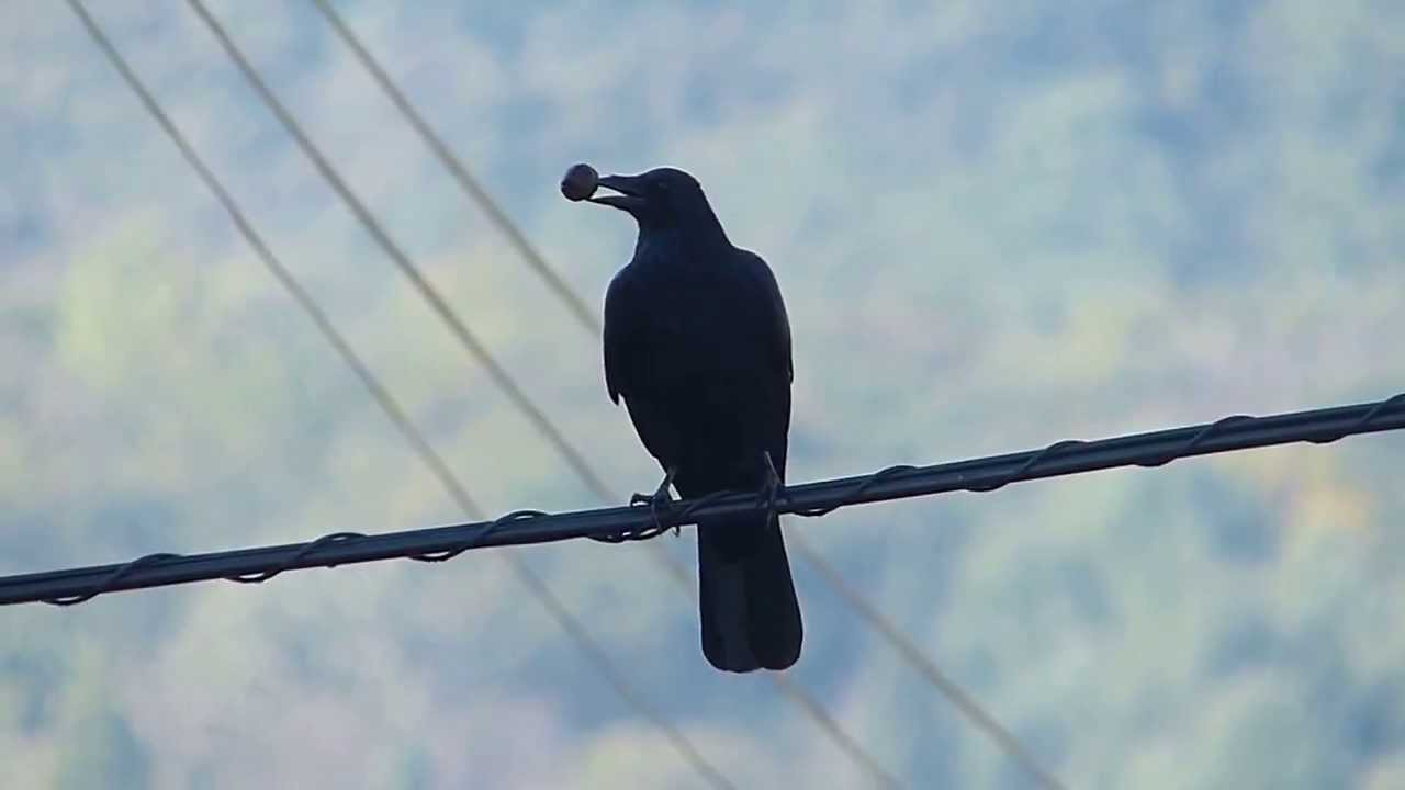 animal10-1537311242058.jpg