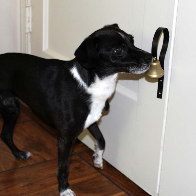 animal12-1537311524580.jpg