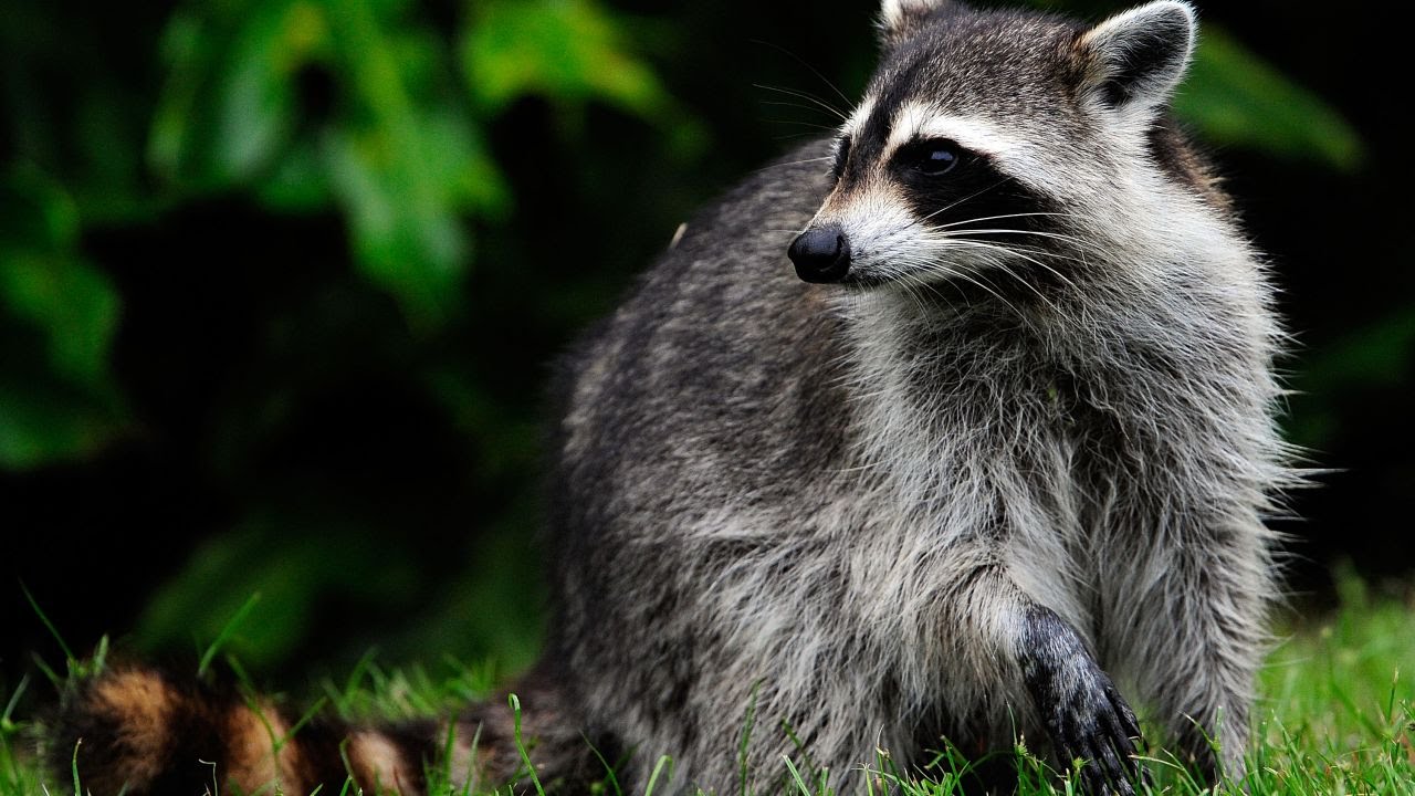 animal15-1537311856357.jpg