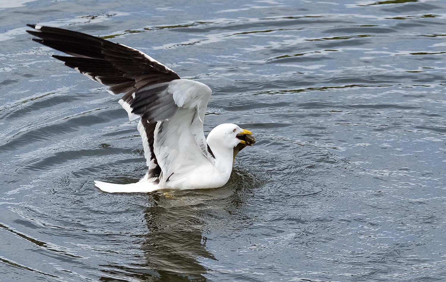 animal25-1537312974457.jpg