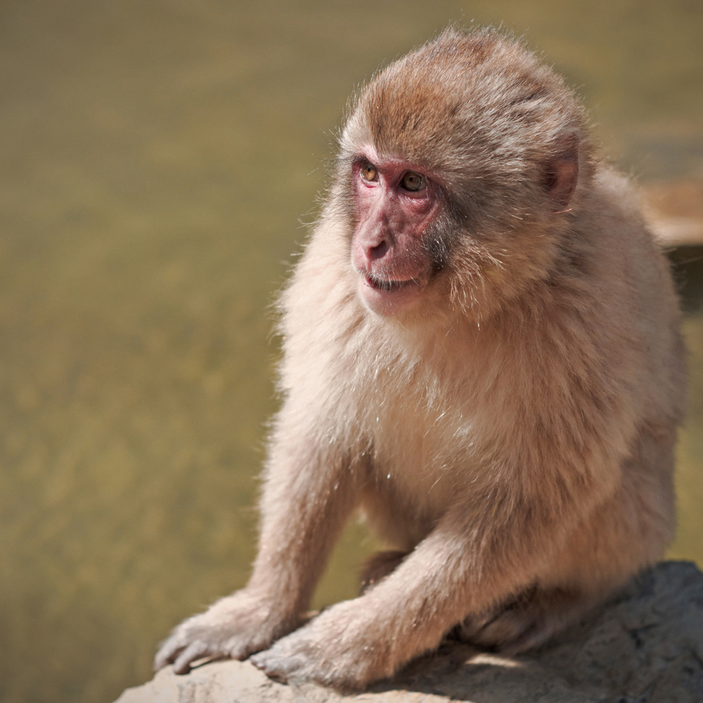 animal26-1537313167978.jpg