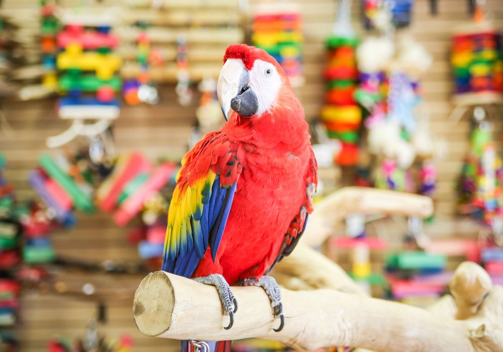 animal3-1537310212759.jpg