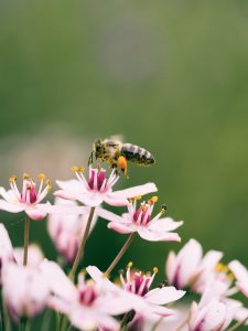 aaron-burden-361231-unsplash-225x300.jpg