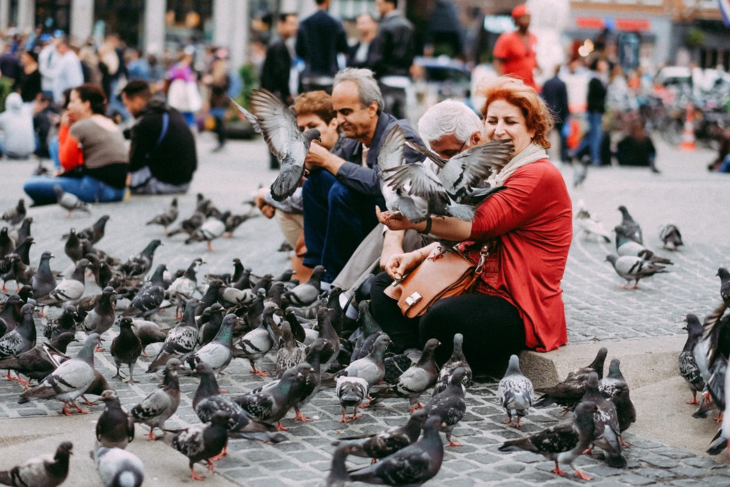 birds-1541700296100.jpg