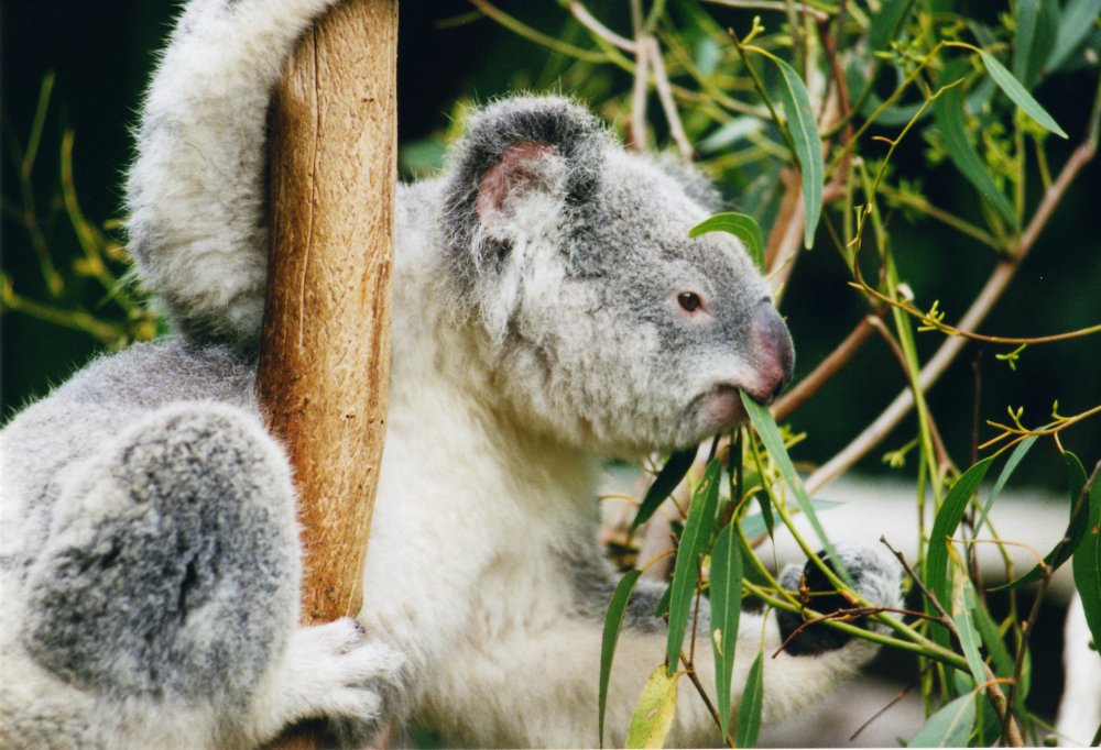 koala-ag1-1540788036582.jpg