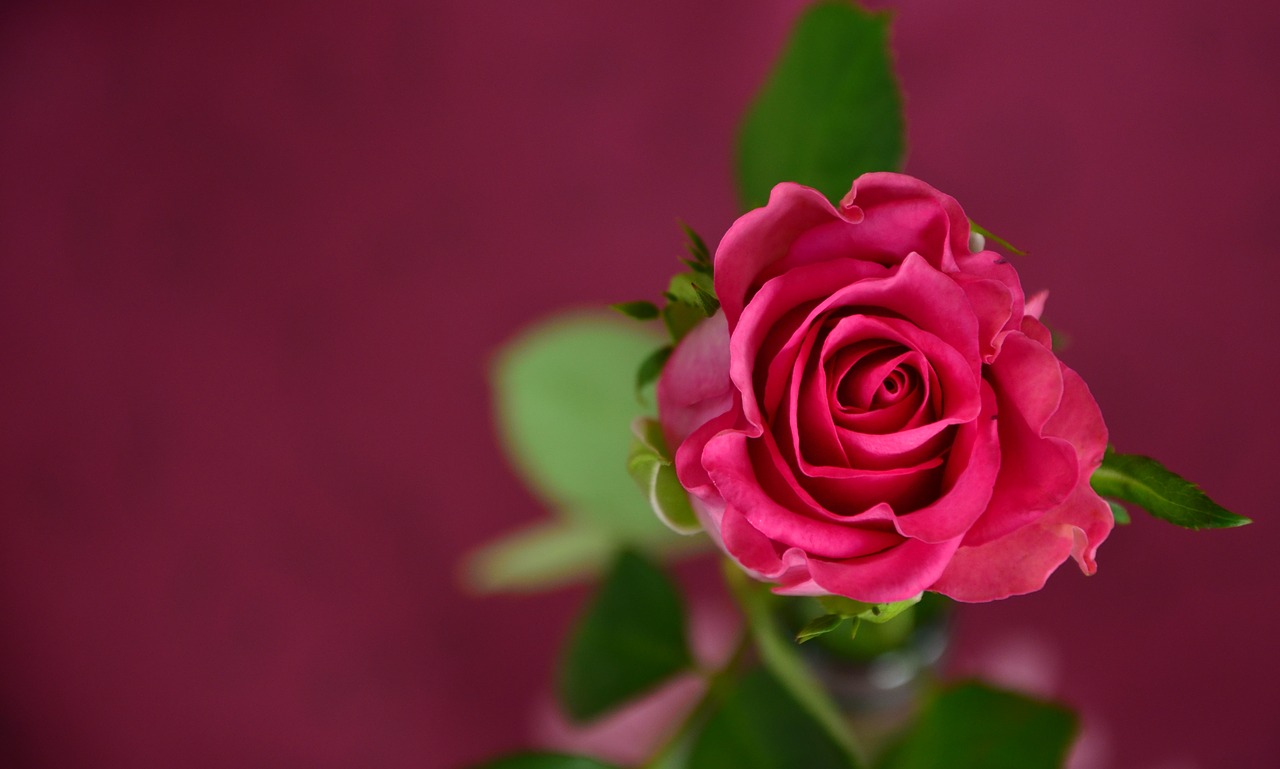 rose-693152_1280-1541700595901.jpg