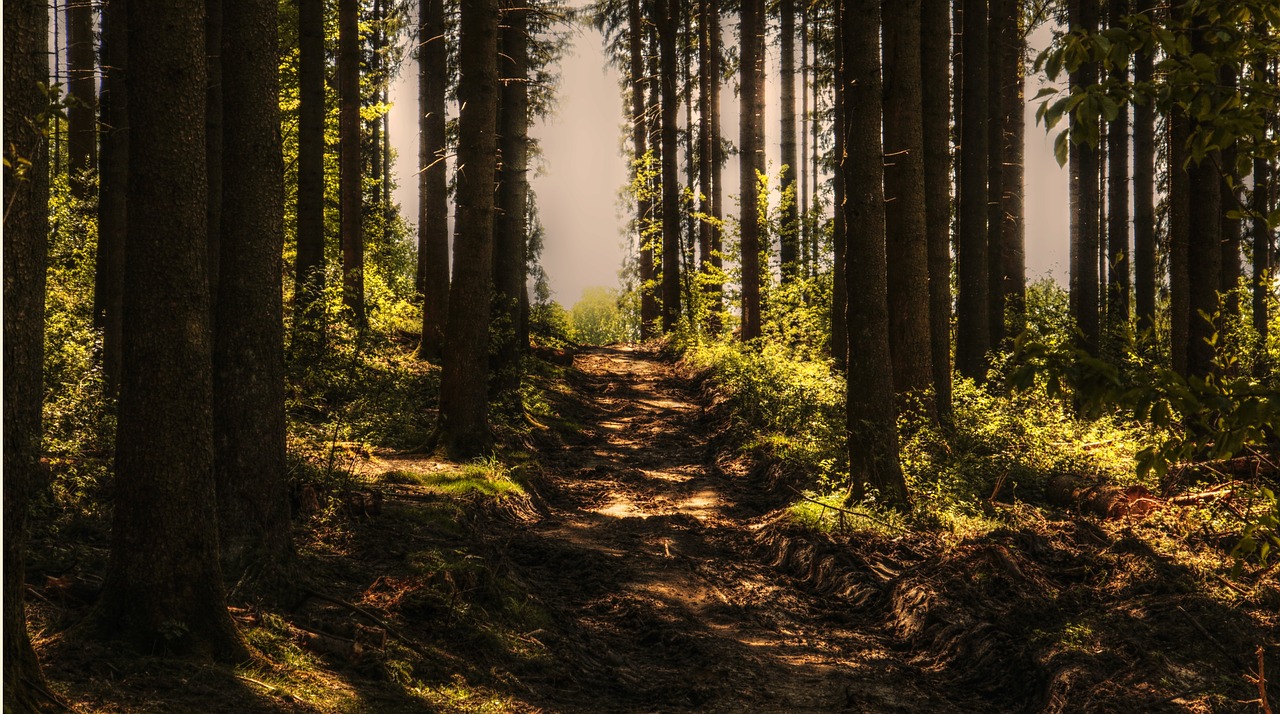 trees-3410846_1280-1542372868313.jpg