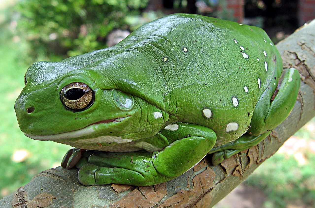 1280px-australia_green_tree_frog_-litoria_caerulea-_crop-1544136575073.jpg