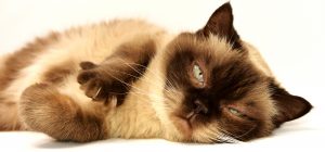cat-3113513-300x140.jpg
