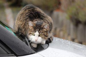 cat-4659646-300x200.jpg