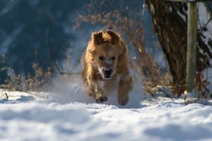 dog-2144421-300x200.jpg