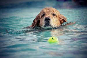 dog-2633225-300x200.jpg