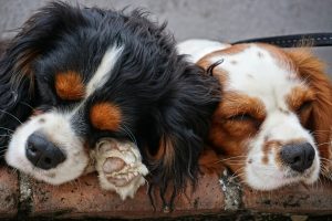 dogs-3178739-300x200.jpg