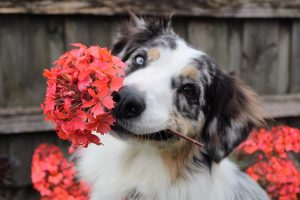 flowers-1845074-300x200.jpg