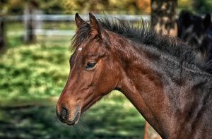 foal-3818264-300x197.jpg