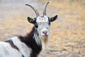 goat-3412678-300x200.jpg