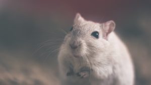 mouse-801843-1-300x169.jpg
