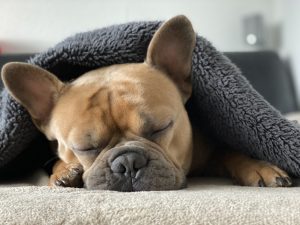 snuggle-4713013-300x225.jpg