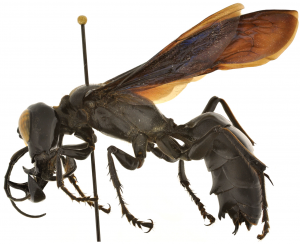 Megalara_garuda_male-300x244.png