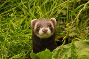 animals-1144845-300x199.jpg