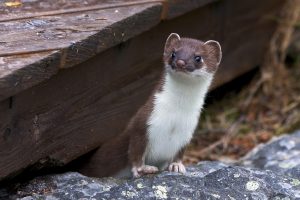 animals-3352109-300x200.jpg