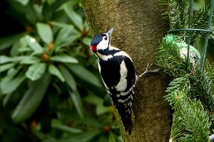bird-2109659-300x200.jpg