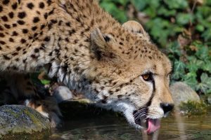 cheetah-4121719-300x200.jpg