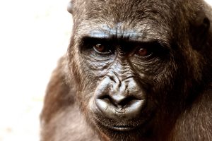 gorilla-2318998-300x200.jpg