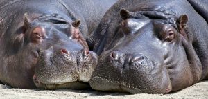 hippo-783522-300x143.jpg
