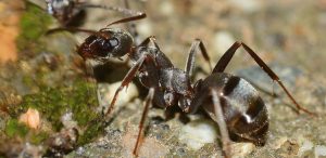 insects-566408-300x146.jpg