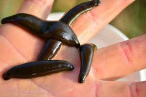 leech-368345-300x200.jpg