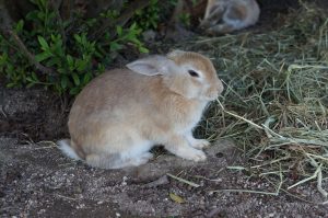 rabbit-1174664-300x199.jpg