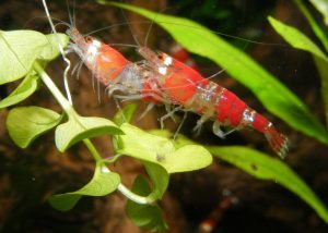 shrimp-864525-300x214.jpg