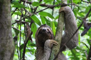 sloth-2759724-300x200.jpg