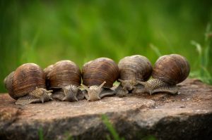 snail-2983235-300x199.jpg