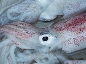 squid-1261432-300x225.jpg