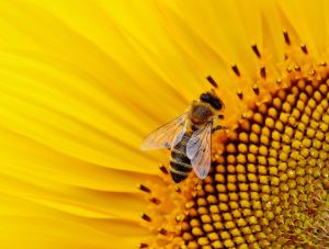 sunflower-1643794-300x227.jpg