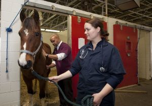 veterinarians-739365-300x210.jpg