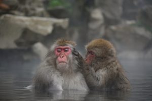 animal-3892151-300x200.jpg