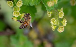 bee-3360682-300x188.jpg