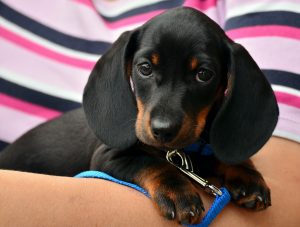 dachshund-1519374-300x227.jpg
