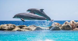 dolphins-906175-300x159.jpg