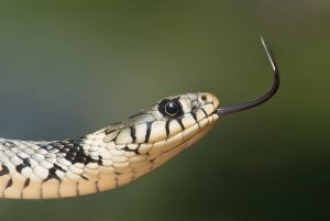 grass-snake-60546-300x201.jpg