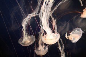 jellyfish-1078961-300x200.jpg