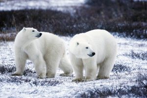 polar-bears-1665367-300x200.jpg