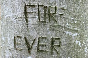 tree-255511-300x200.jpg