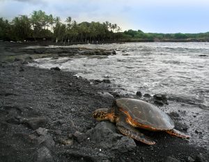 Green_turtle_Chelonia_mydas_is_basking_on_Punaluu_Beach_Big_Island_of_Hawaii-300x233.jpg