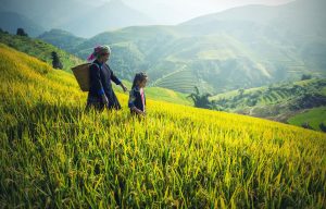 agriculture-1822446_1920-300x192.jpg