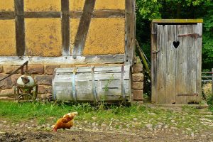 chickens-953630_1920-300x200.jpg